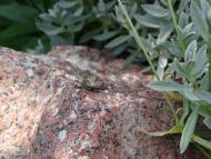 Новосілки з panoramio.com