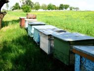 Межиріч з panoramio.com