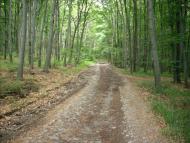 Ярок з panoramio.com