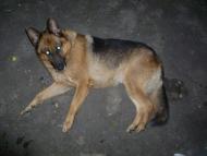 Гоголеве з panoramio.com