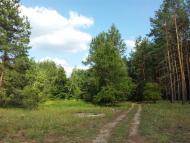 Діброва з panoramio.com