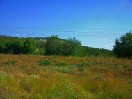 Каштанове з panoramio.com