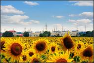 Гриценкове з panoramio.com