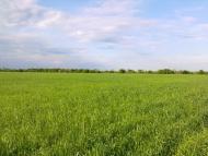 Коренное - Последние фото