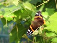 Ситники - Останні фото