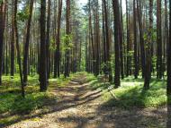 Меньківка з panoramio.com