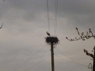 Plischyn - Latest photos