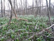 Доброгостів з panoramio.com