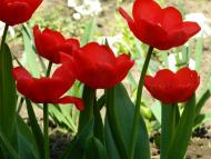 Глушицьке з panoramio.com