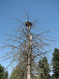 Губин з panoramio.com