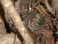 Заозер'я з panoramio.com