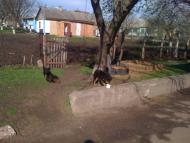 Вільшанка з panoramio.com