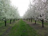 Велика Паладь з panoramio.com