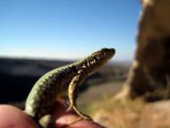 Передущельне з panoramio.com