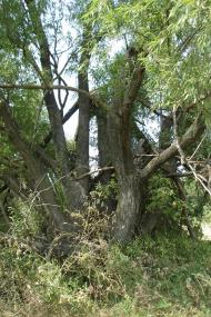 Мушина Гребля з panoramio.com