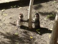 Новобогданівка з panoramio.com