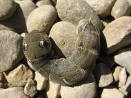 Павликівка - Останні фото