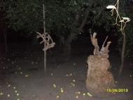 Коршачина - Останні фото