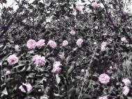 Степне з panoramio.com