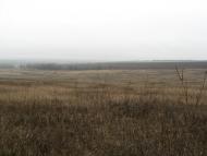 Роза - Останні фото