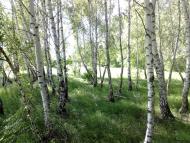 Бабарики з panoramio.com