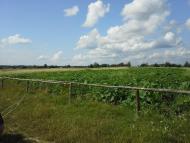 Вирка з panoramio.com