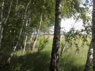 Бабарики з panoramio.com