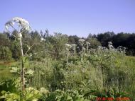 Полапи з panoramio.com