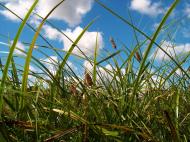 Манаїв з panoramio.com