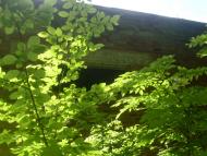 Копіївка з panoramio.com