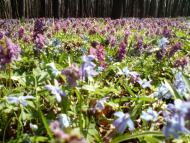 Великі Будища з panoramio.com