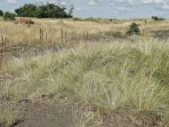 Зуївка з panoramio.com