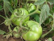 Армянськ з panoramio.com