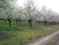 Велика Паладь з panoramio.com