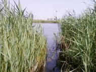 Серпневе з panoramio.com