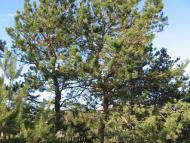 Красний Бір з panoramio.com