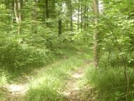 Копіївка з panoramio.com