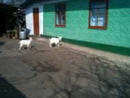 Баланівка з panoramio.com