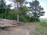 Каштанове з panoramio.com