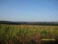 Дмитренки з panoramio.com