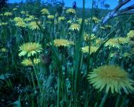 Гульськ з panoramio.com