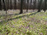 Великі Будища з panoramio.com