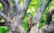 Генеральське з panoramio.com (ч.3) - Generalske