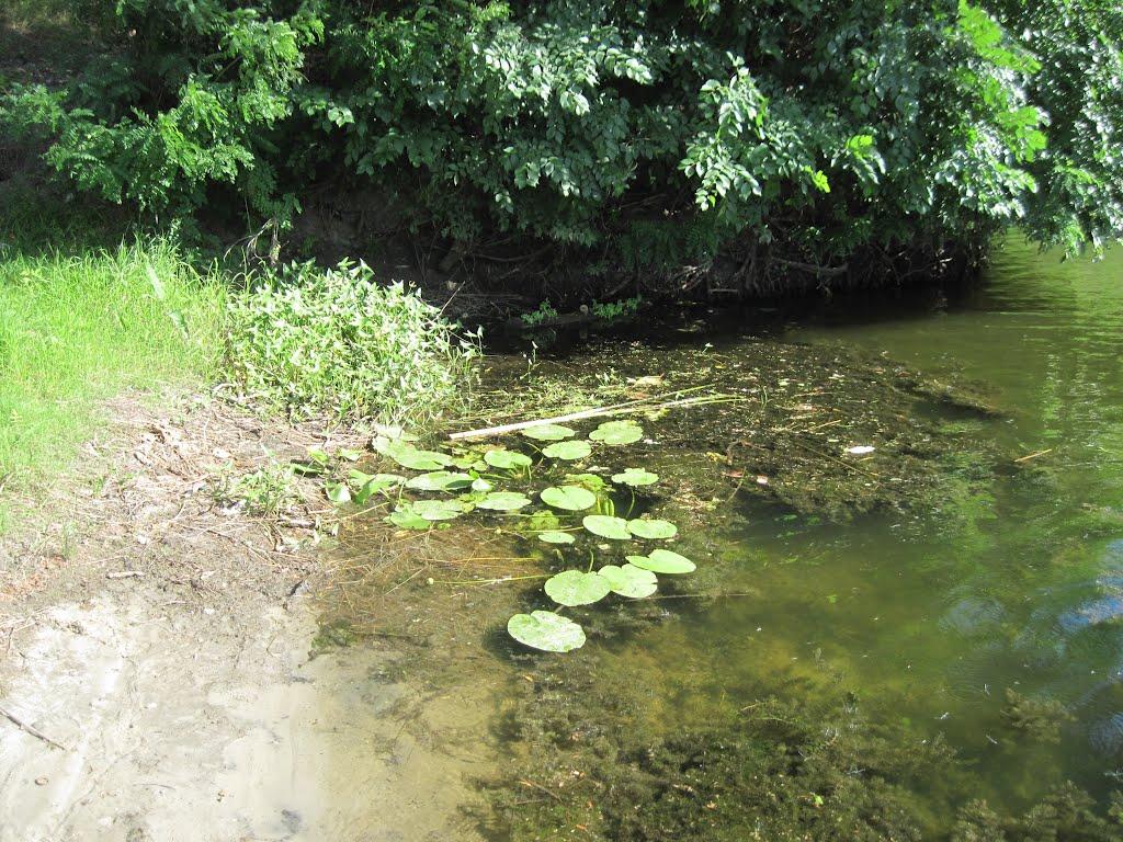 Кияшки з panoramio.com - Кияшки