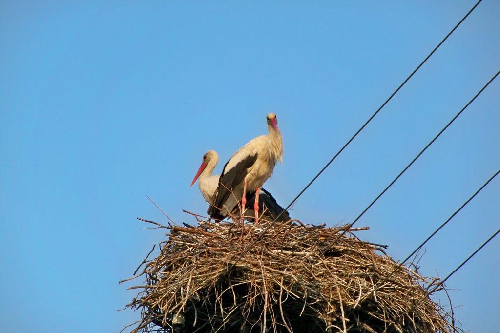 Хотянівка з panoramio.com - Хотянівка