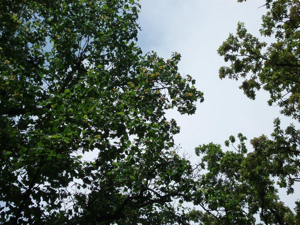 Ворзель з panoramio.com