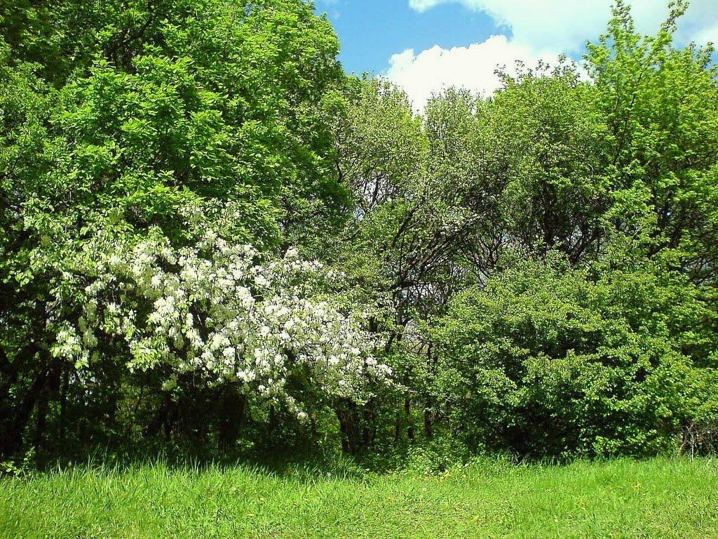 Червоний Прапор з panoramio.com - Червоний Прапор