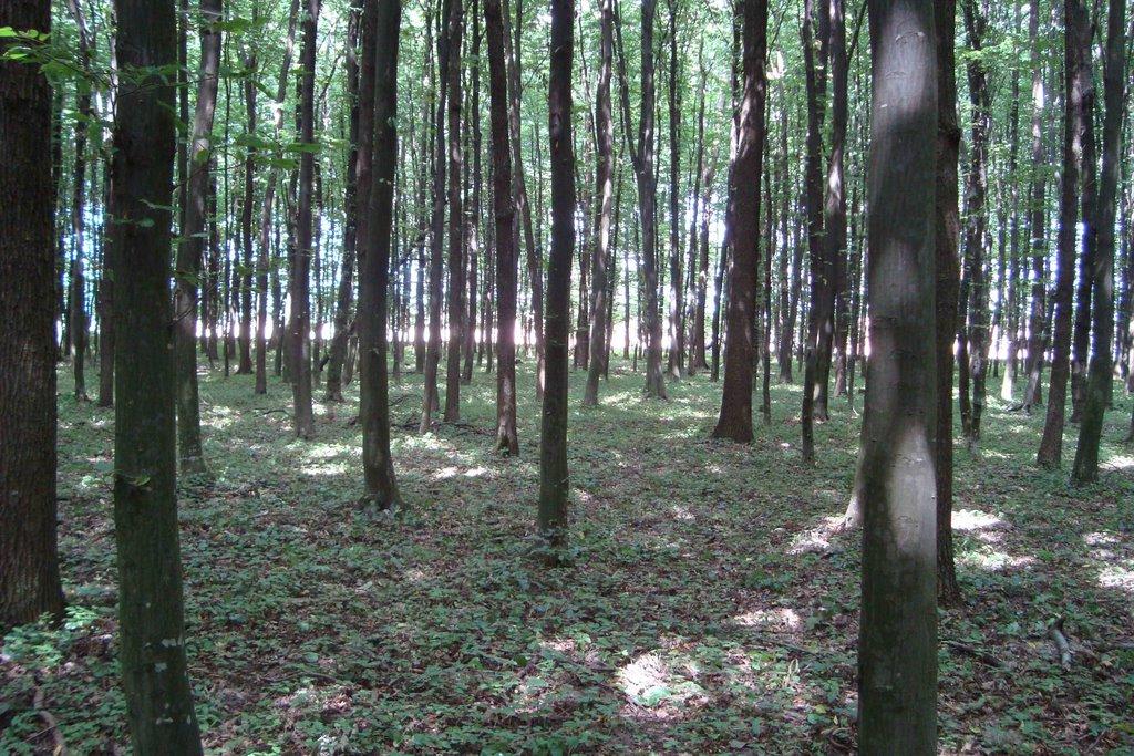 Залісці з panoramio.com - Залісці