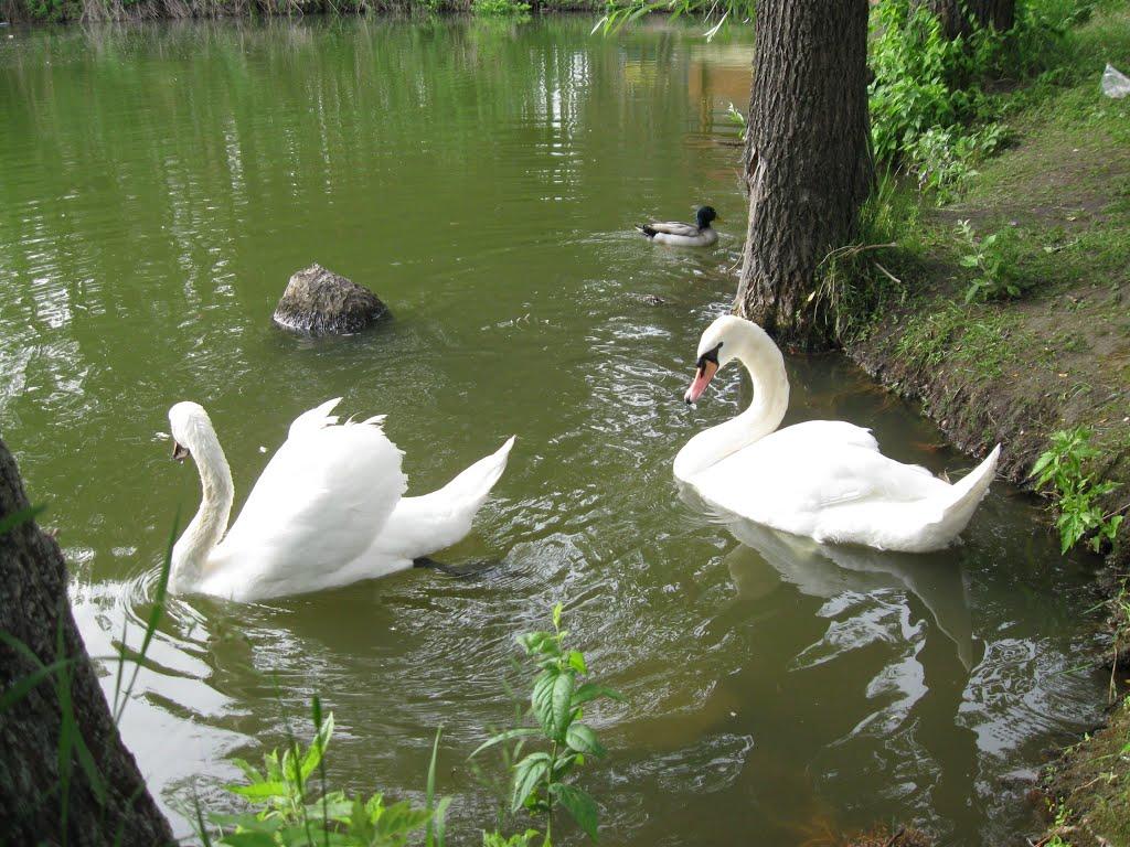 Ямпіль з panoramio.com - Ямполь