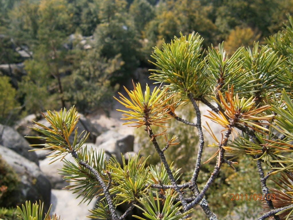 Поляниця з panoramio.com - Поляница